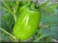 bell pepper