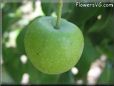 small green apple