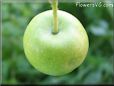 small green apple