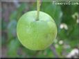 small green apple