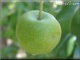 small green apple