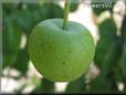 small green apple
