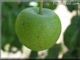 small green apple