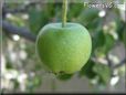 small green apple