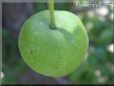 small green apple