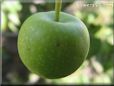 small green apple