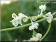 silverlace flower