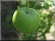 small green apple