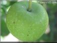 small green apple