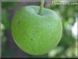 small green apple