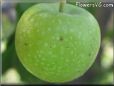 small green apple