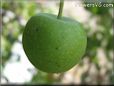 small green apple