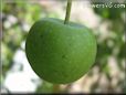 small green apple