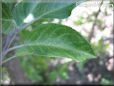 apple leaf
