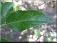 apple leaf