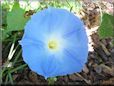 light blue morningglory flower