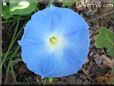 light blue morningglory flower