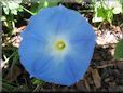 blue morningglory flower