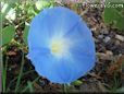 light blue morningglory flower