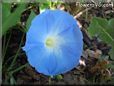 light blue morningglory flower