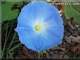 blue morningglory flower