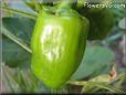 bell pepper