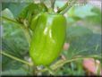 bell pepper