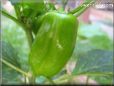 bell pepper