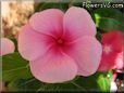 pink maroon vinca flower