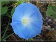 blue morningglory flower