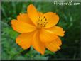 orange cosmos flower