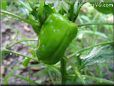 bell pepper