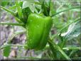 bell pepper