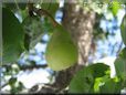 small pear fruit