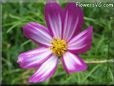 purple white cosmos flower