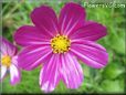 dark purple pink cosmos flower