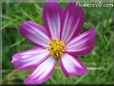 purple white cosmos flower