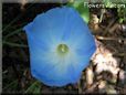 blue morningglory flower