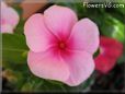 pink maroon vinca flower