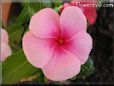 pink maroon vinca flower