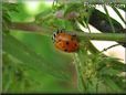 ladybug photo