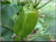 bell pepper