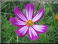 purple white cosmos flower