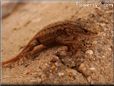 young new mexico lizard  pictures
