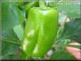 bell pepper