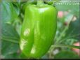 bell pepper