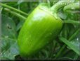 bell pepper