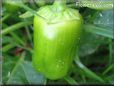 bell pepper