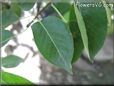 pear leaf