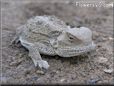 young horned lizard